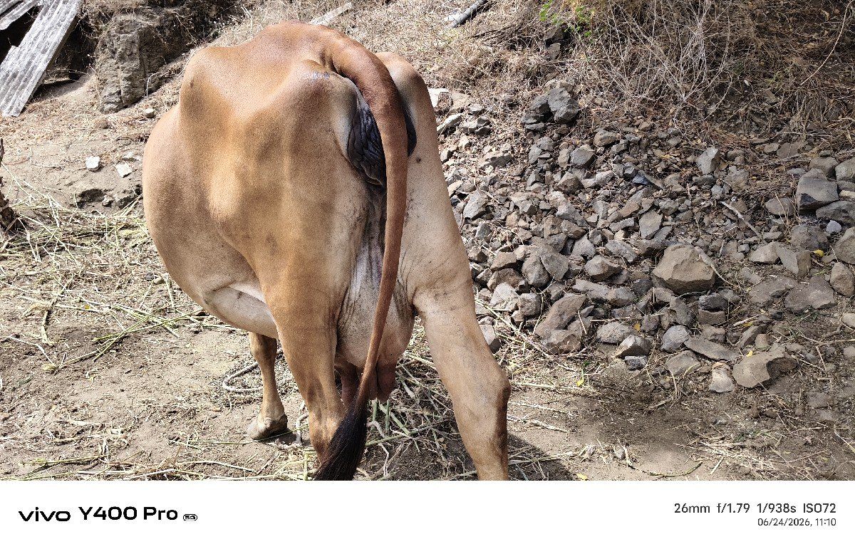 ગીર ગાય છે વેચવાની છે