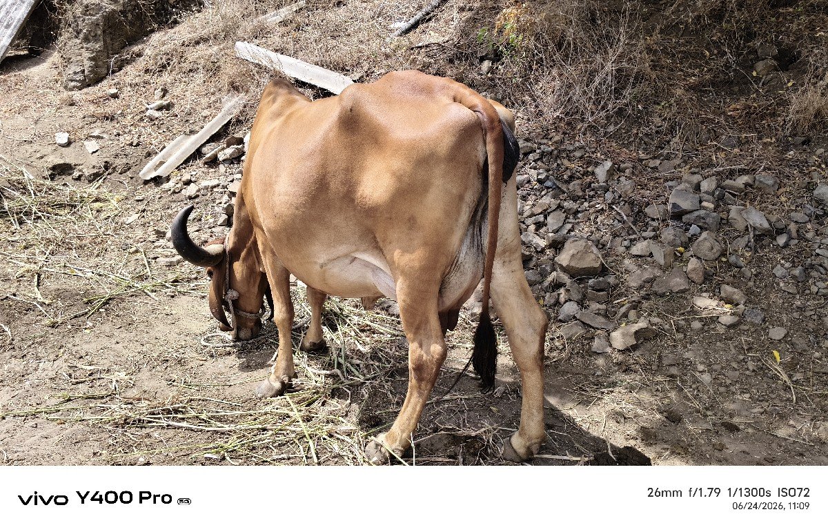 ગીર ગાય છે વેચવાની છે