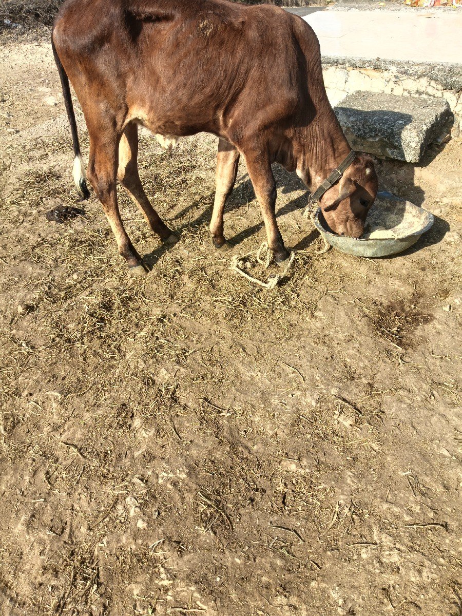 વાછડી જર્સી એક ગીર છે
