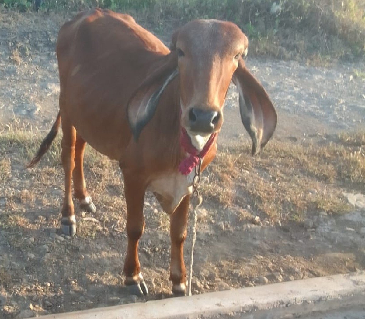 વાછડી જર્સી એક ગીર છે