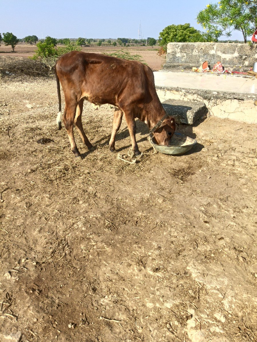 વાછડી જર્સી એક ગીર છે