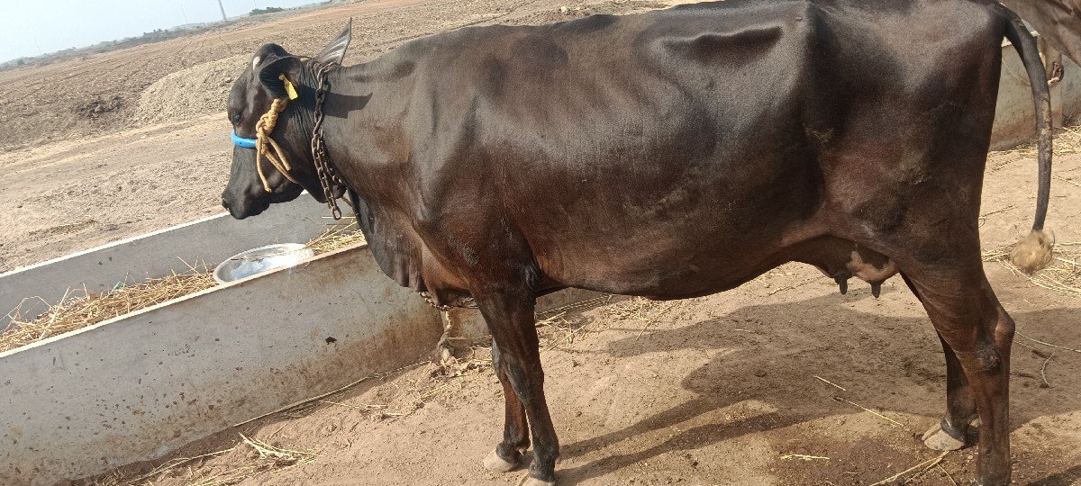 એચ. એફ. ગાય વેચવાની છે