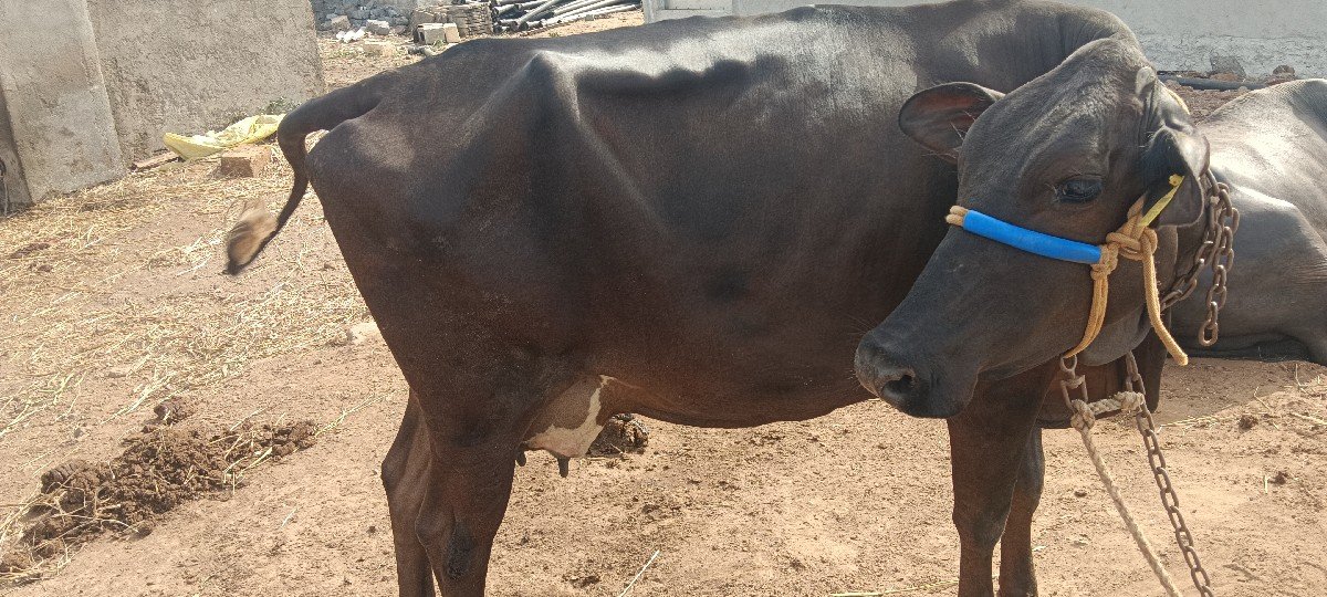 એચ. એફ. ગાય વેચવાની છે
