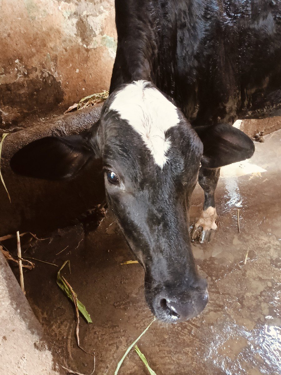 જર્સી હોડકી વેચવાની છે.