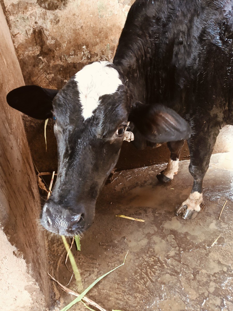 જર્સી હોડકી વેચવાની છે.
