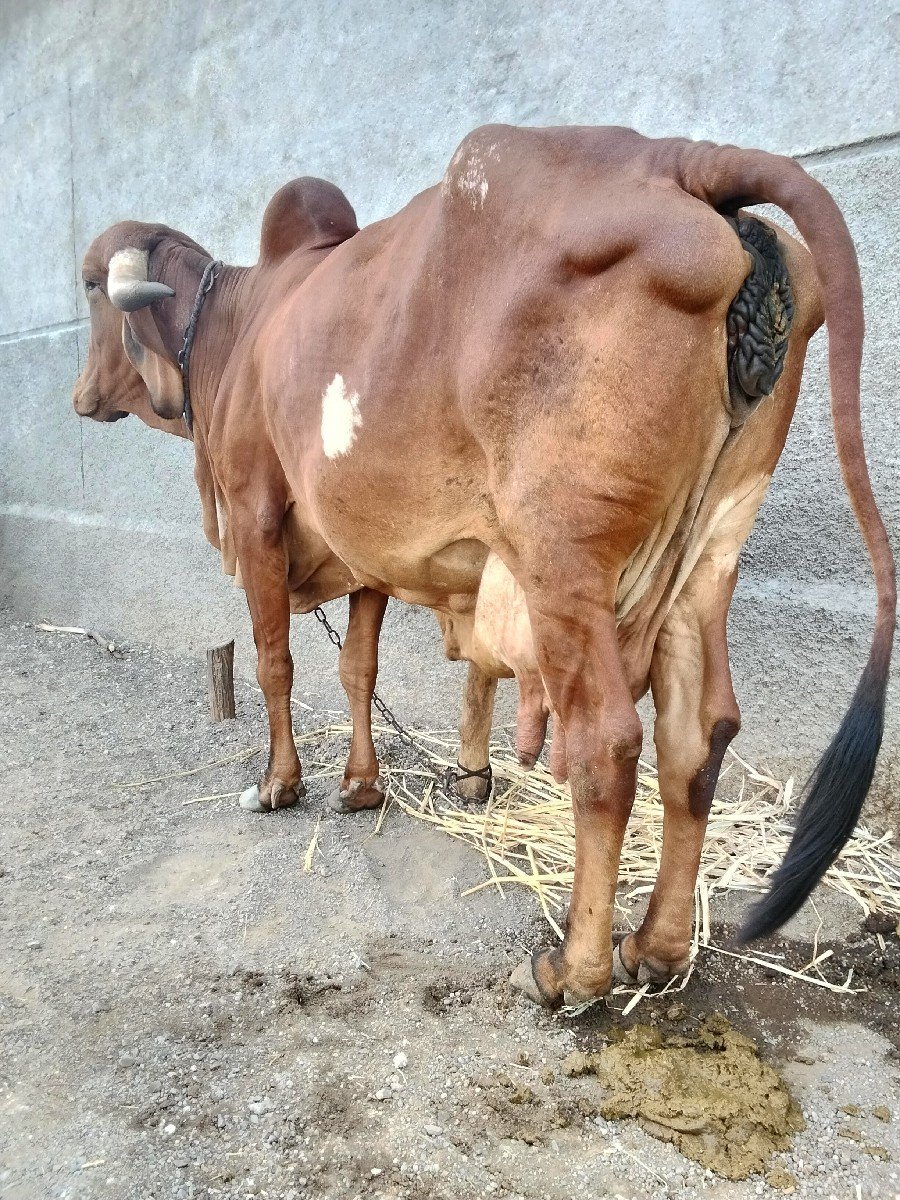 ગિર.   ગાય આપવા ની છે.