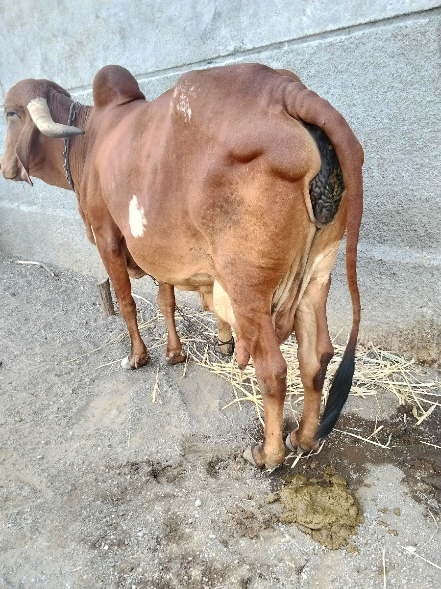 ગિર.   ગાય આપવા ની છે.