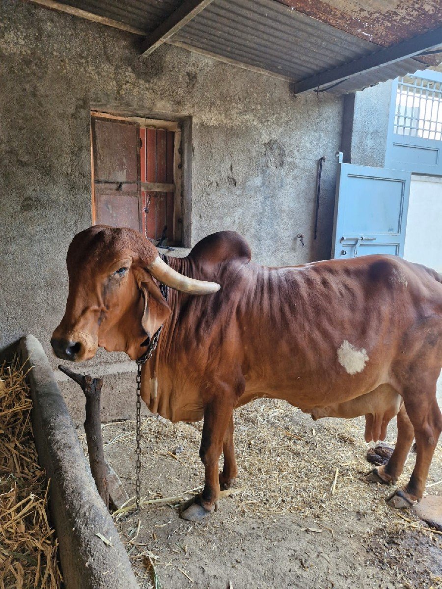 ગિર.   ગાય આપવા ની છે.