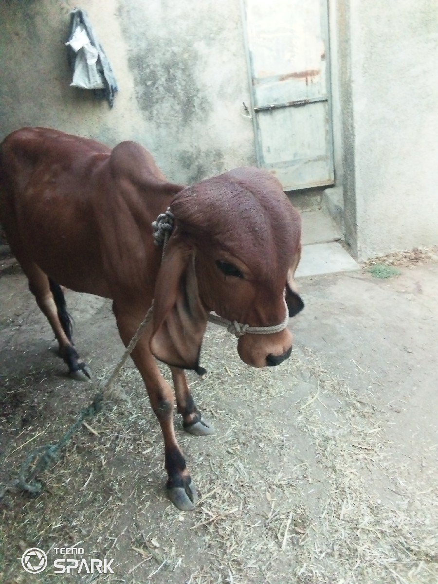 હોડકી વેચવાની છે