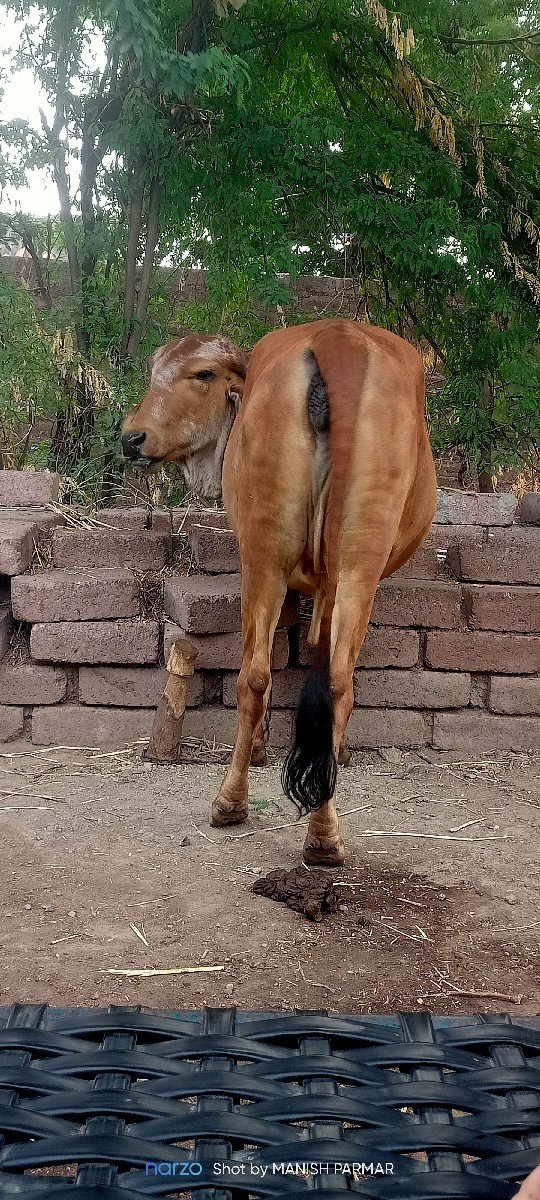 ઓડકી