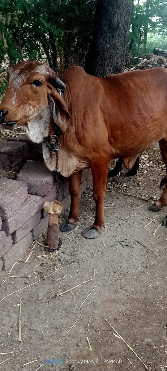 ઓડકી