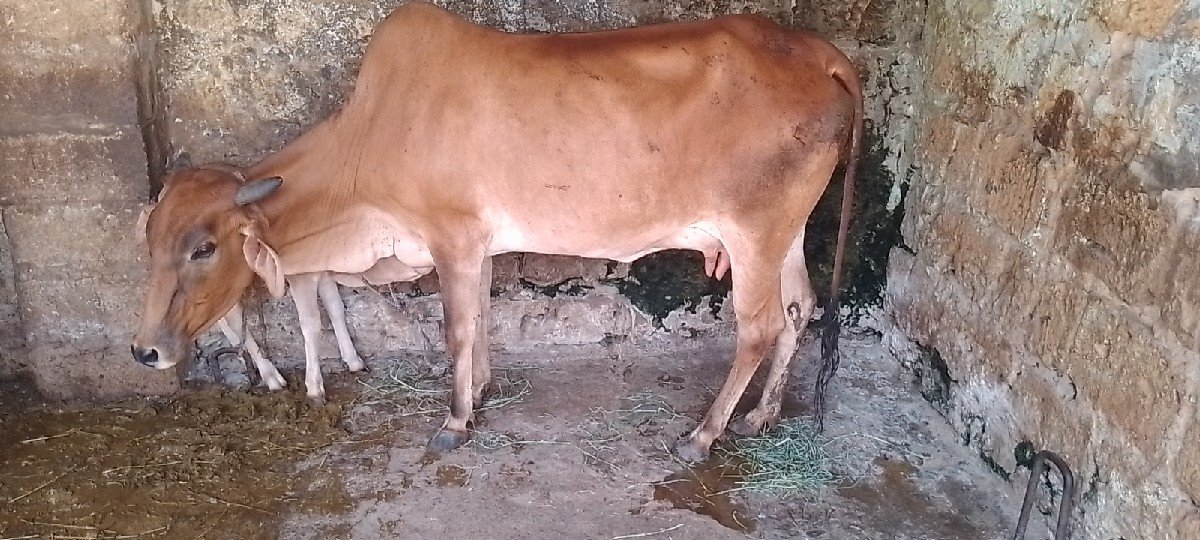 ગાય વેચવાની છે