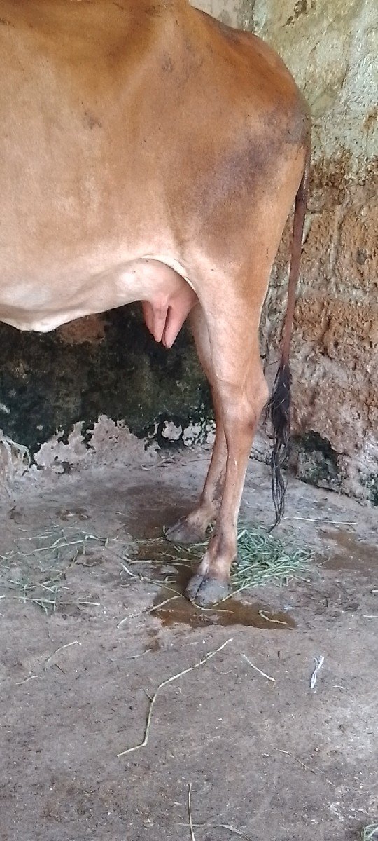 ગાય વેચવાની છે