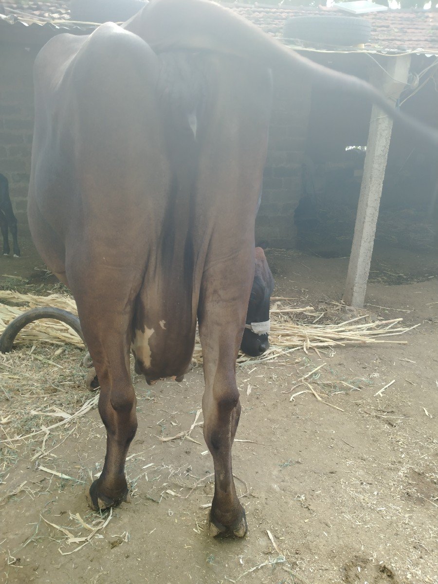 વેસવાની છે