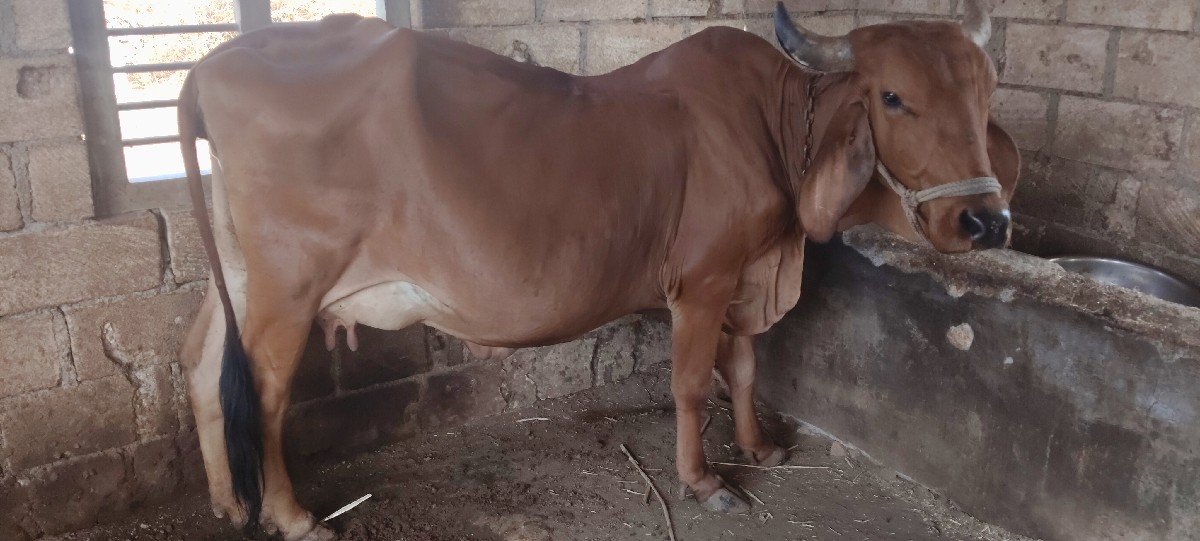 ગાય વેચવાની છે