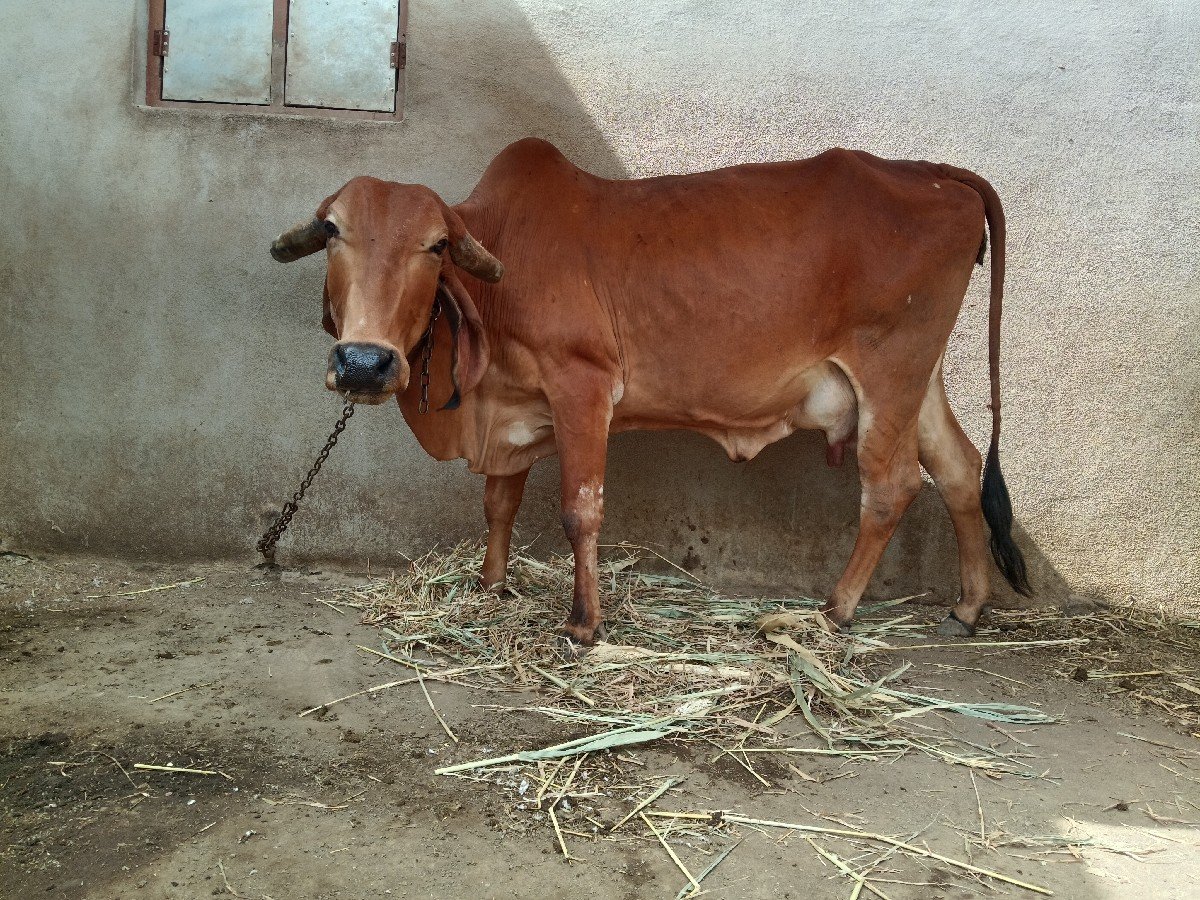 ગીર ગાય વેચવાની છે