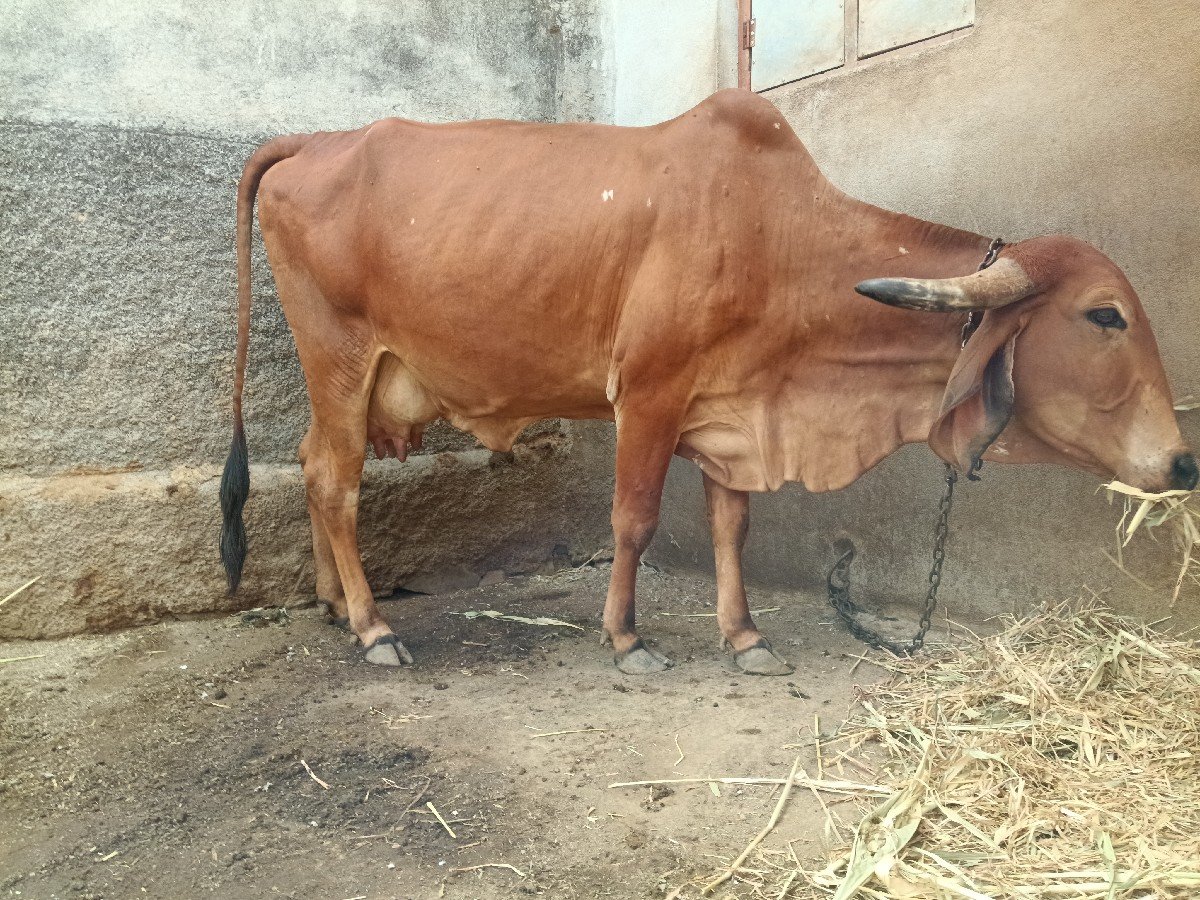 ગીર ગાય વેચવાની છે