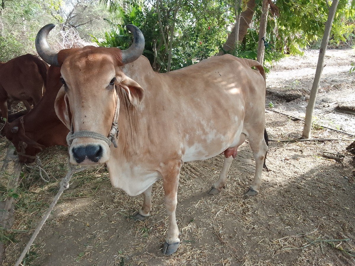 વેચવાની છે