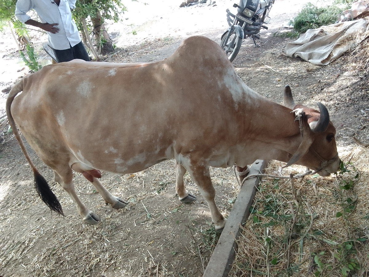વેચવાની છે