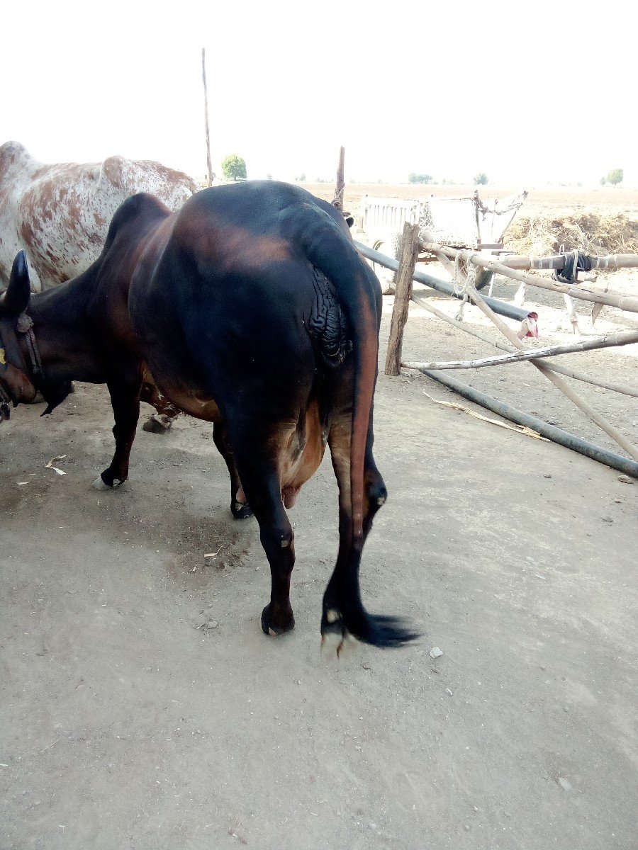ગાઈ