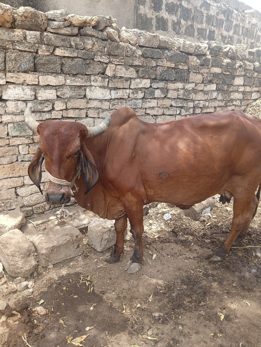આ ગાય વેચવાની છે