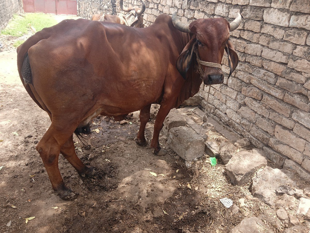 આ ગાય વેચવાની છે