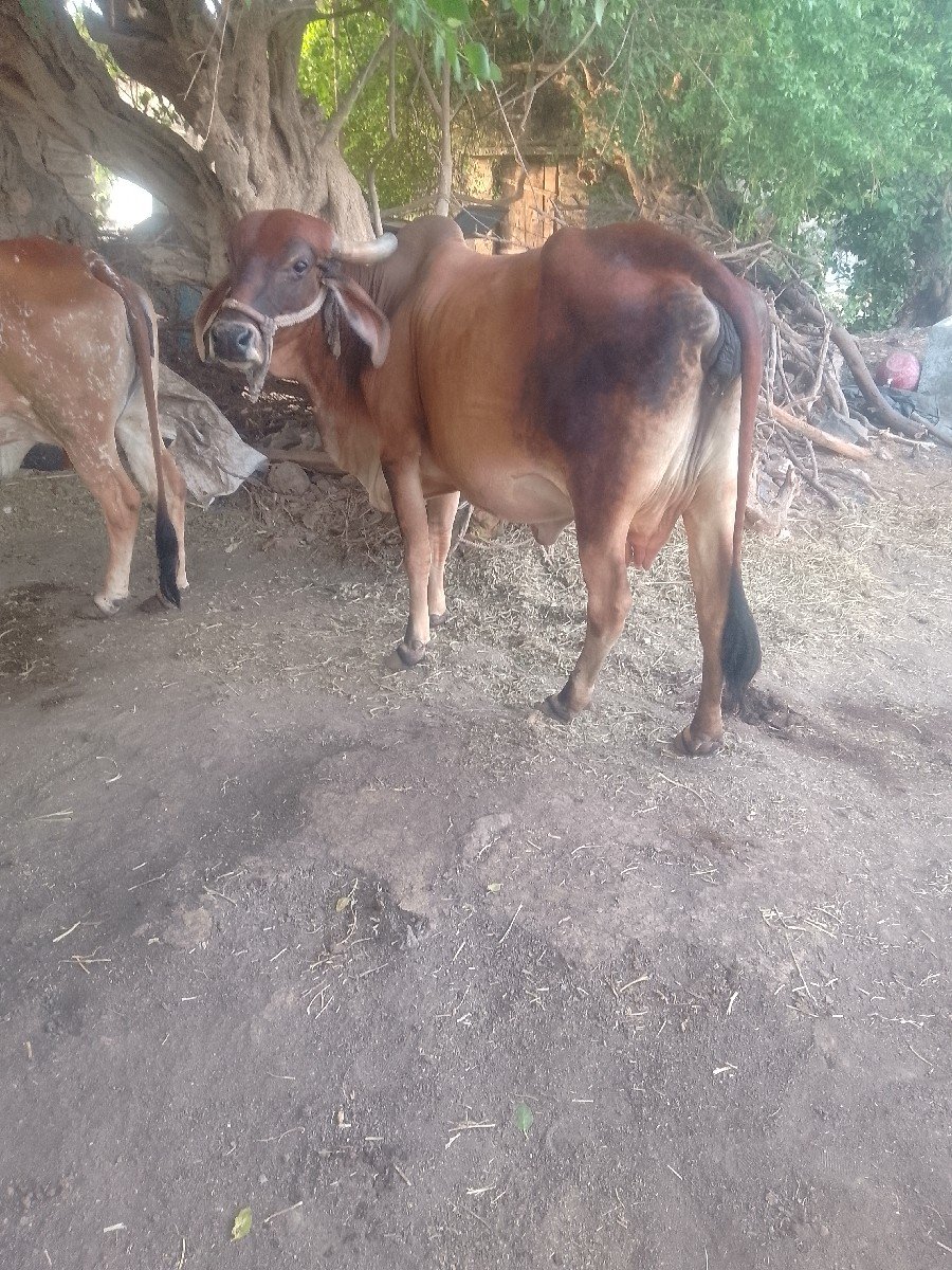ગાયવેશવાનીછે
