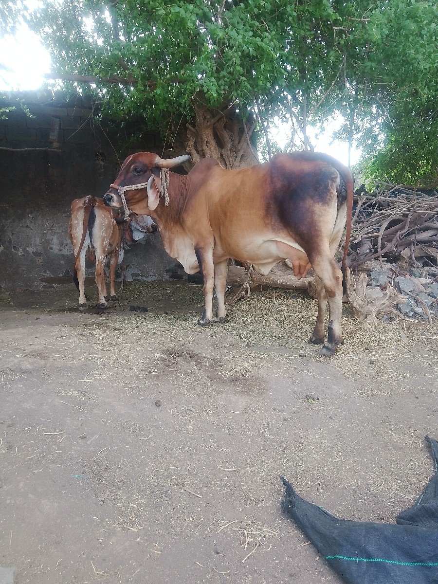 ગાયવેશવાનીછે