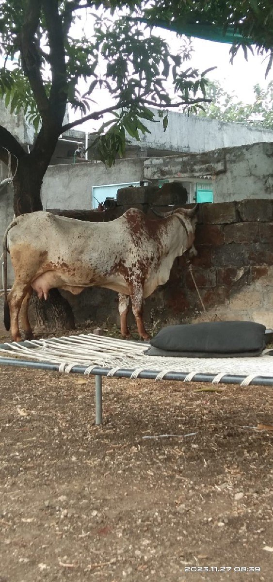 ગાય