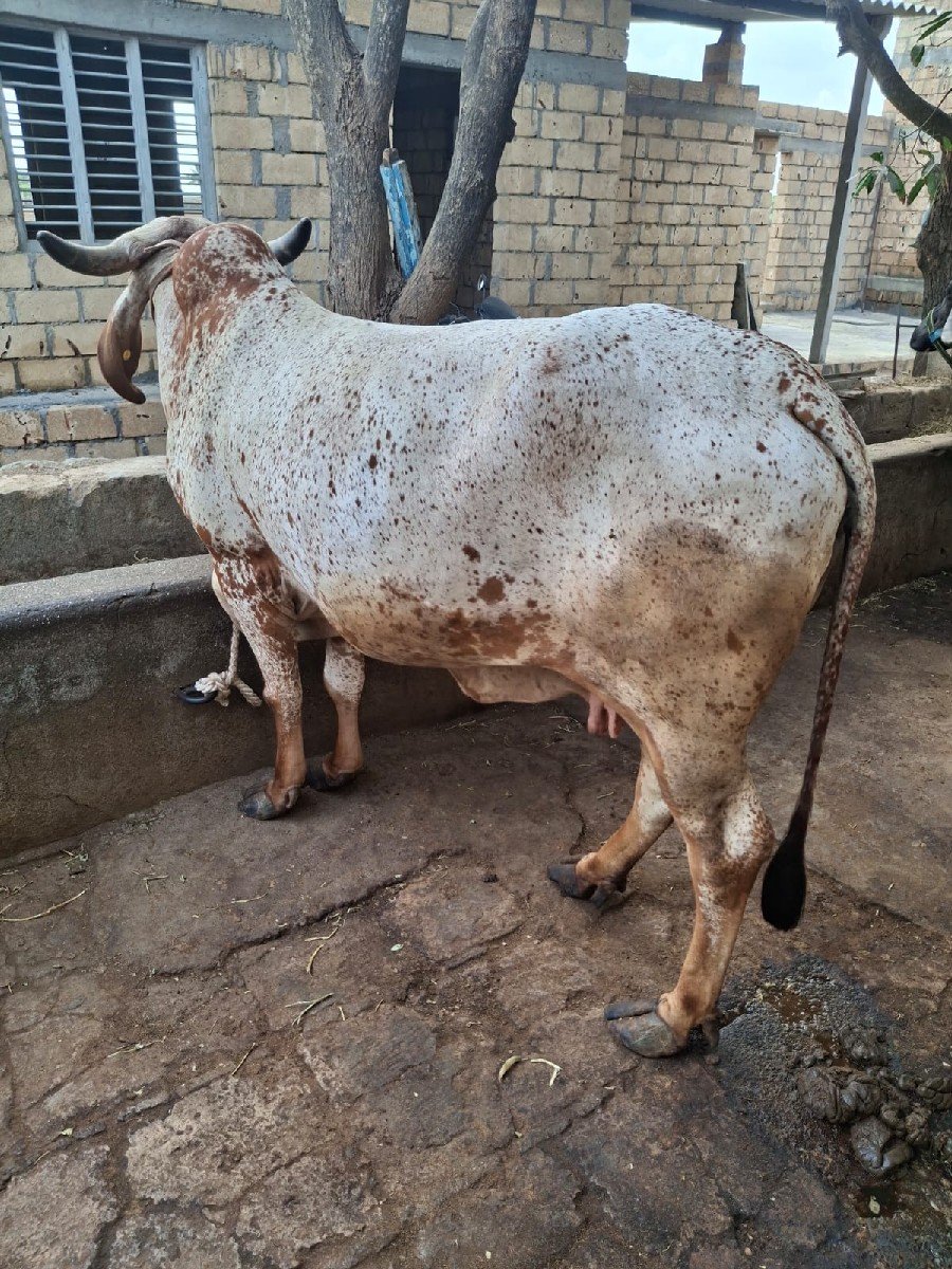 ગાય
