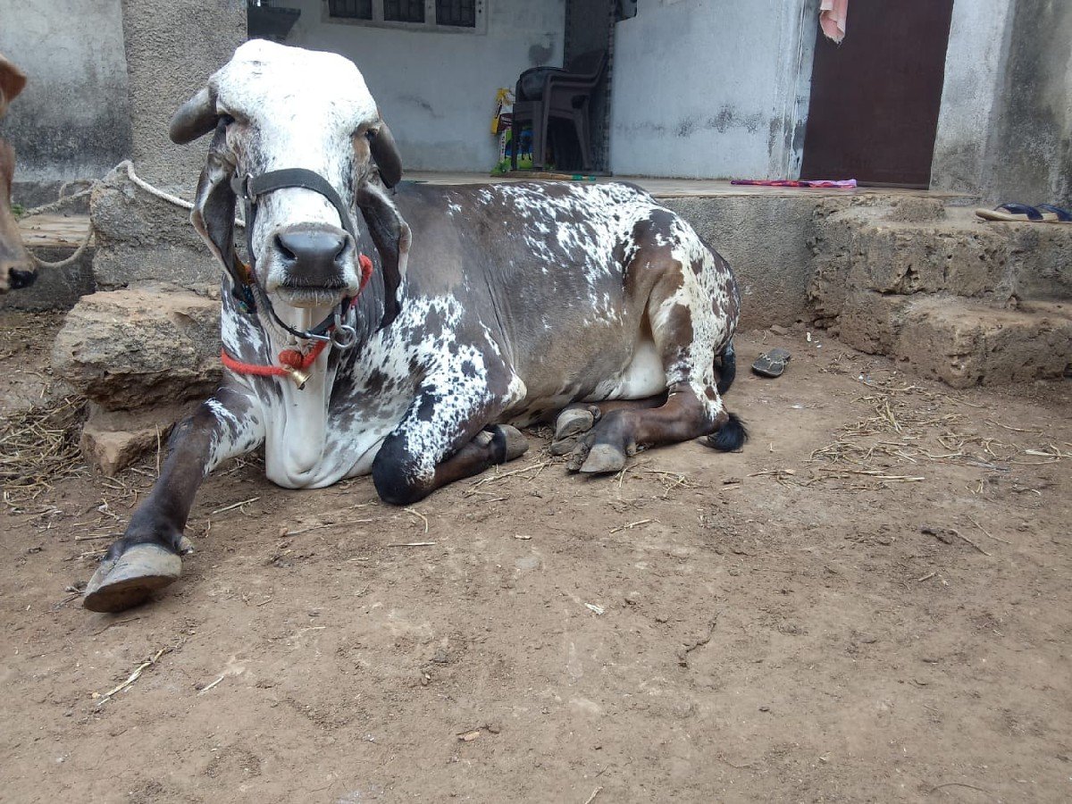 ગાય વેચવાની છે