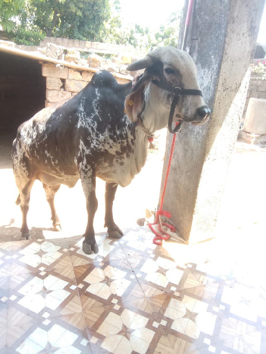 ગાય વેચવાની છે