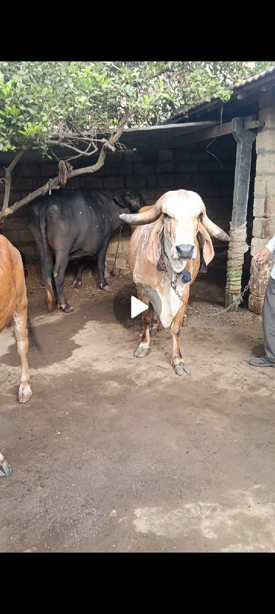 ગાય વેચવાની છે