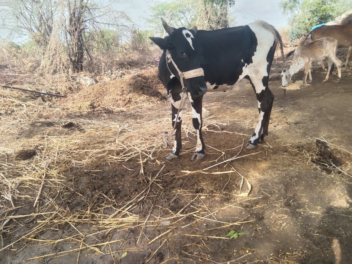 રોહિત ભાઈ 
6354616803