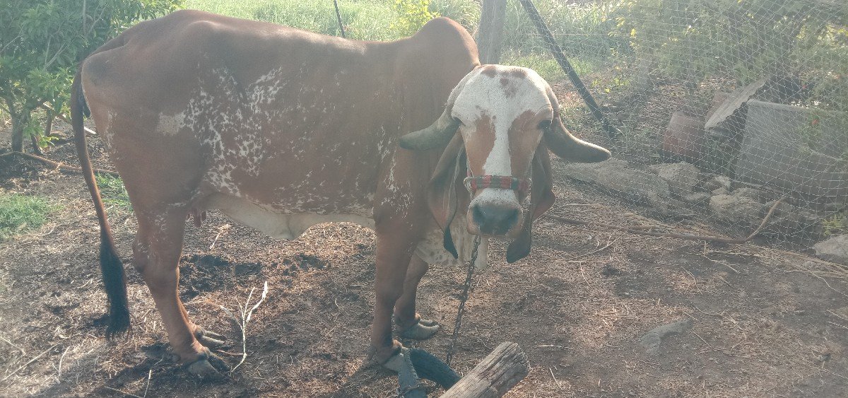ગાય