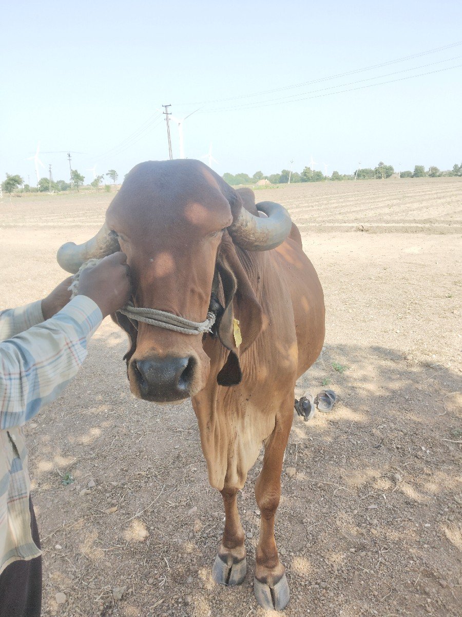 ગાય વેચવાની છે