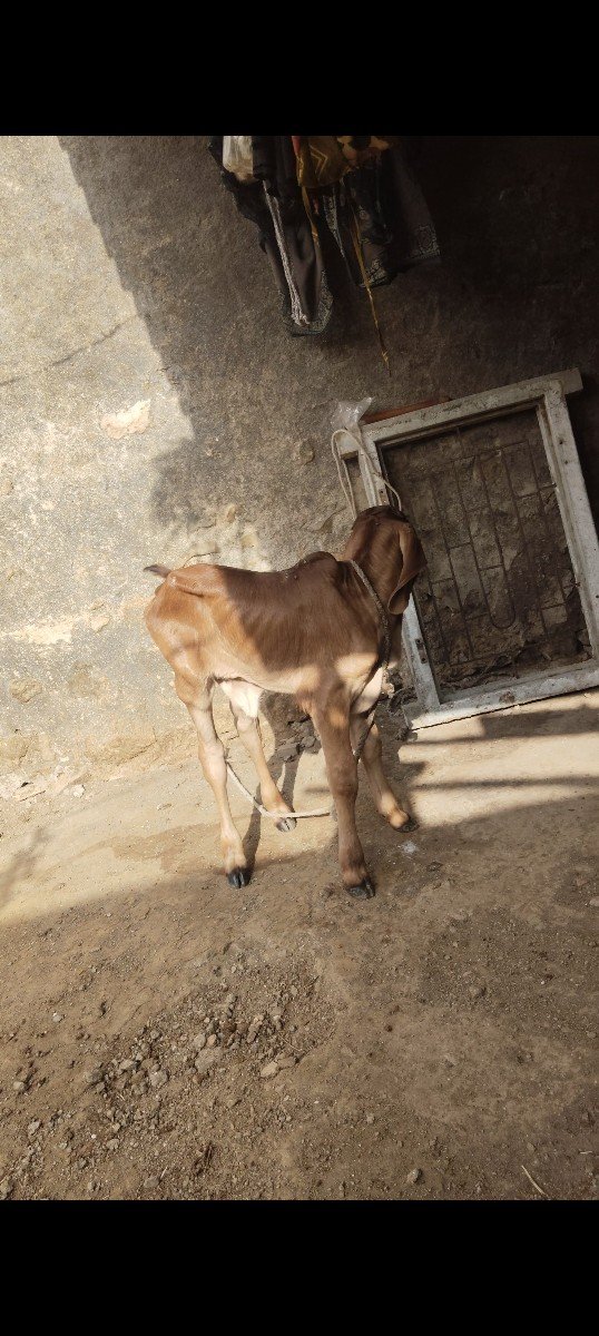 ગાય વેચવાની છે