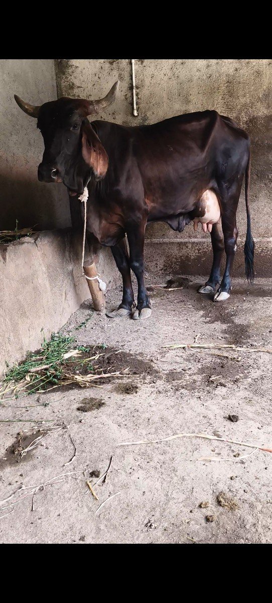 ગાય વેચવાની છે