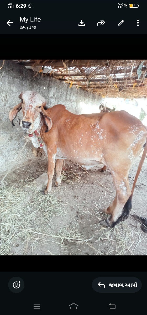 હોડકીવેસવાનીસે