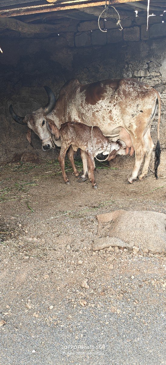 કાબરી ગાય વેચવાની છે