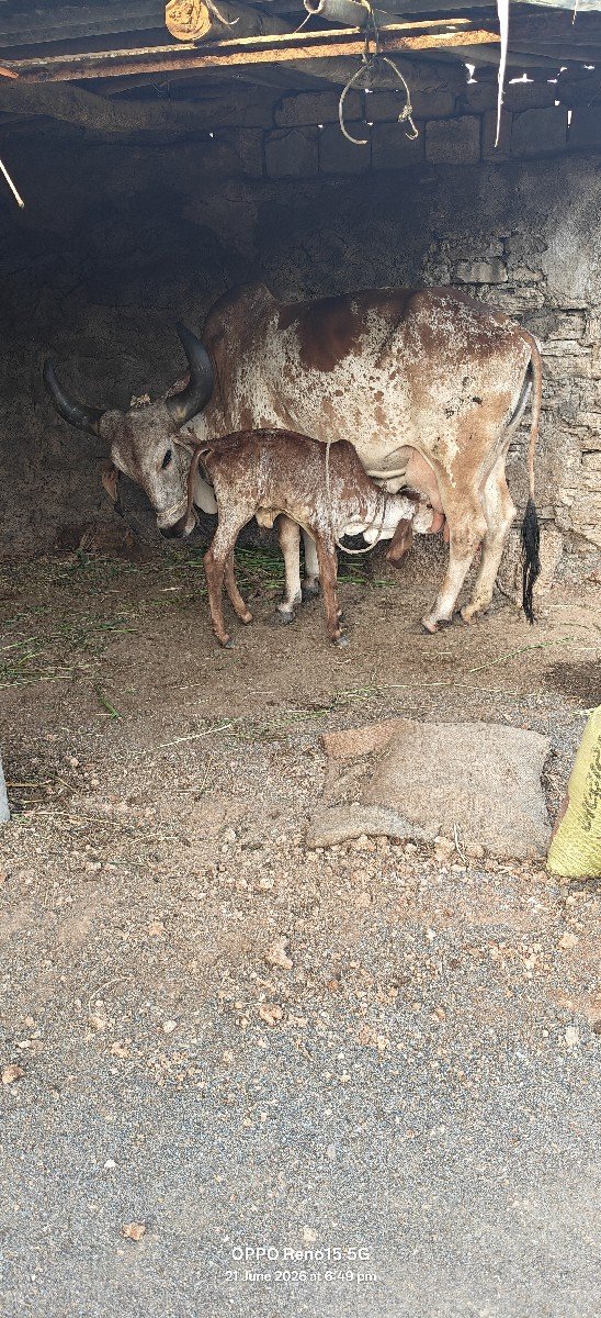 કાબરી ગાય વેચવાની છે
