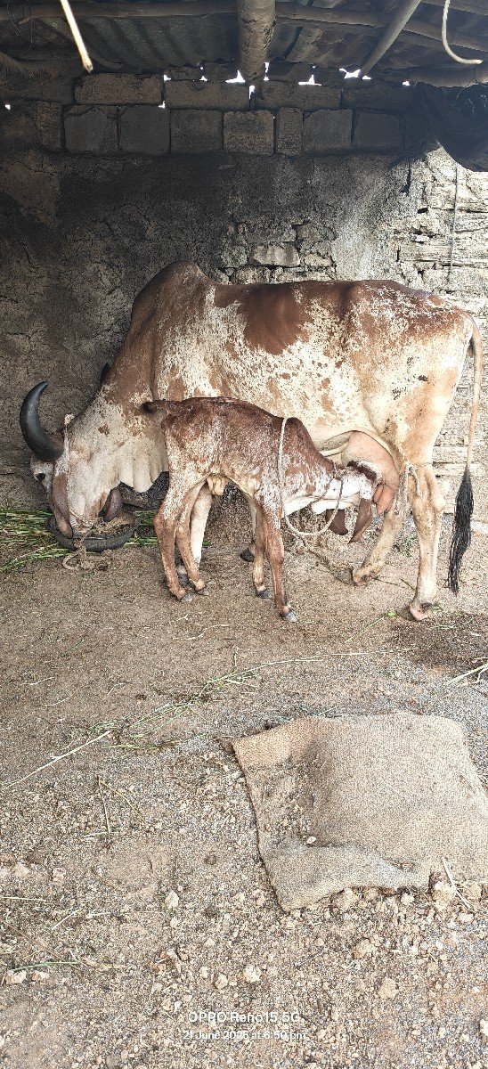કાબરી ગાય વેચવાની છે