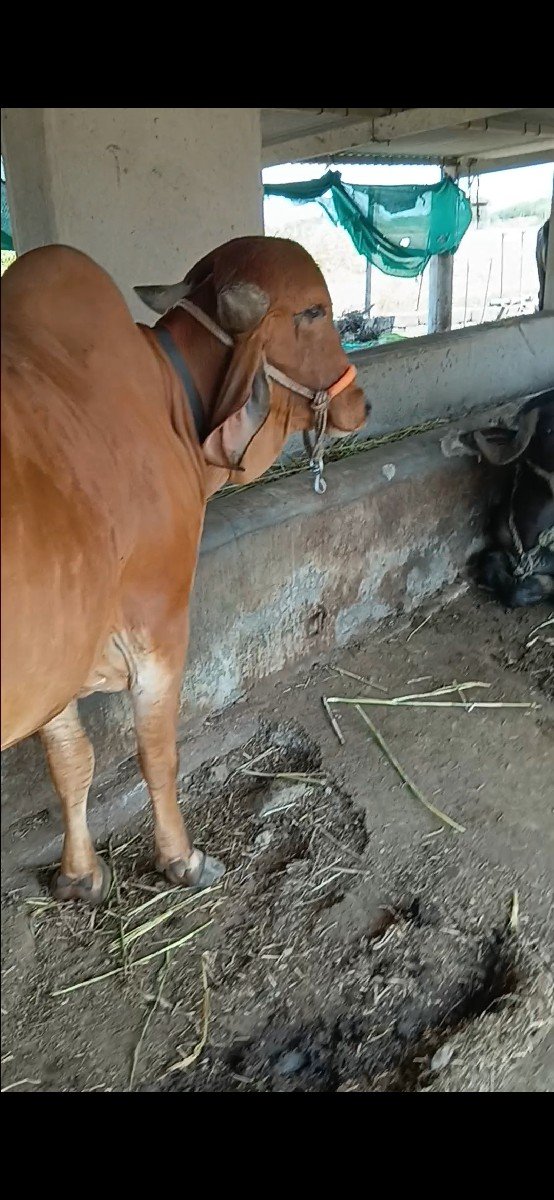 ગીર વાસડી