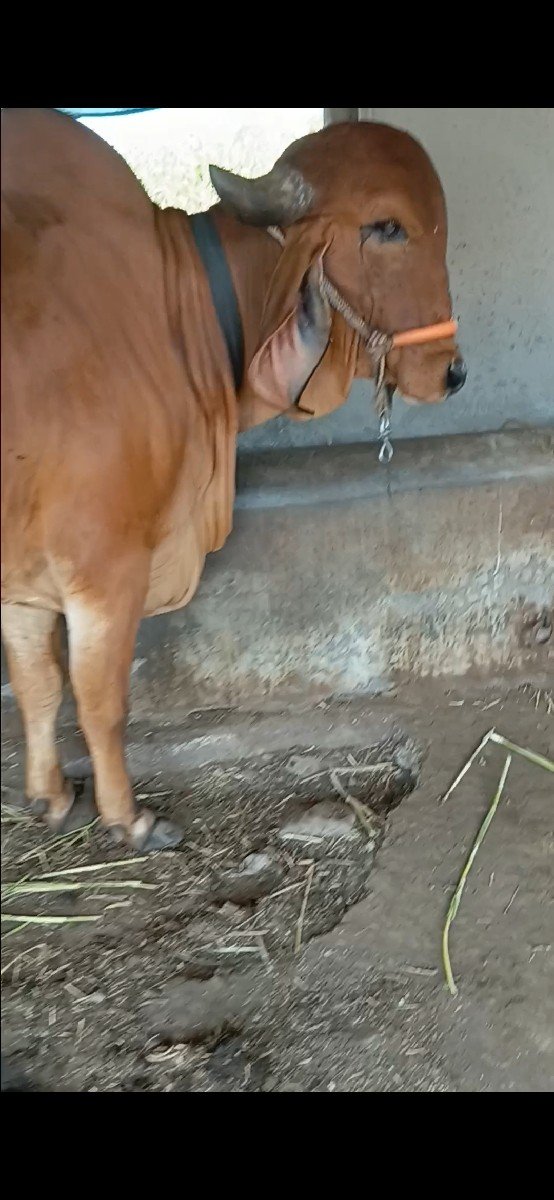 ગીર વાસડી