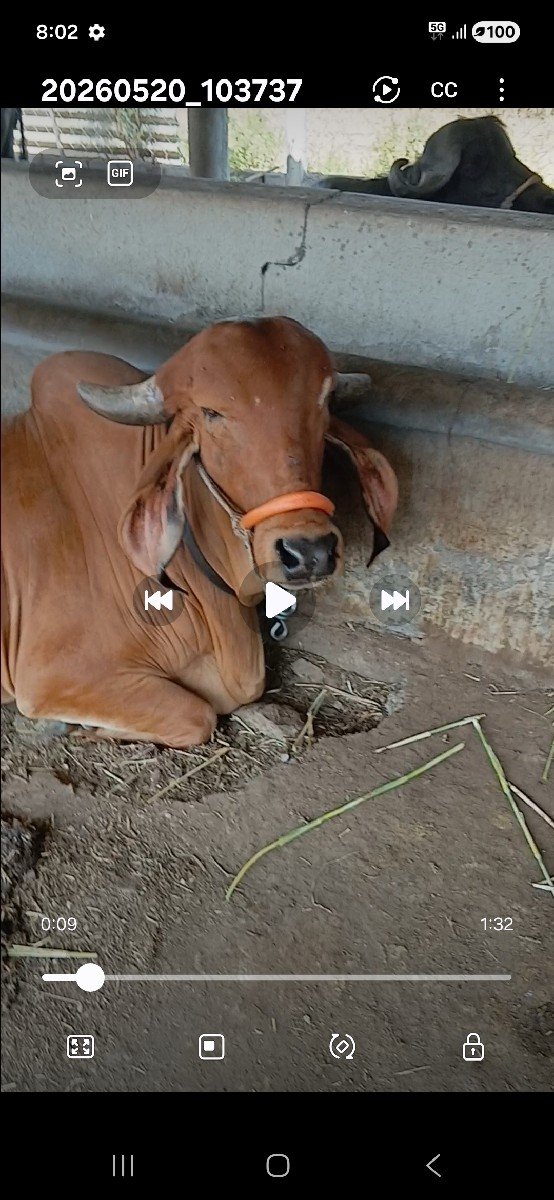 ગીર વાસડી