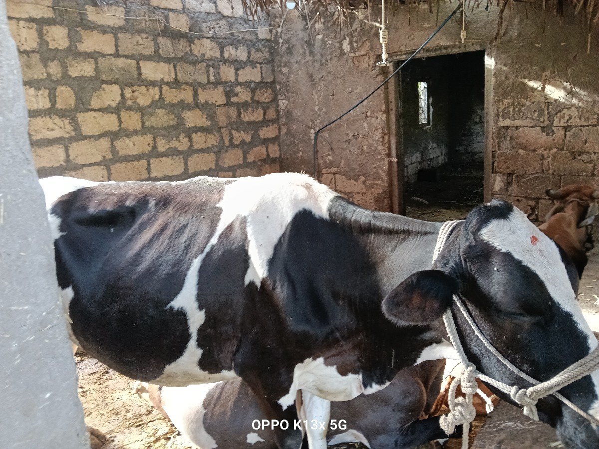 વાસડી વેચવાની છે