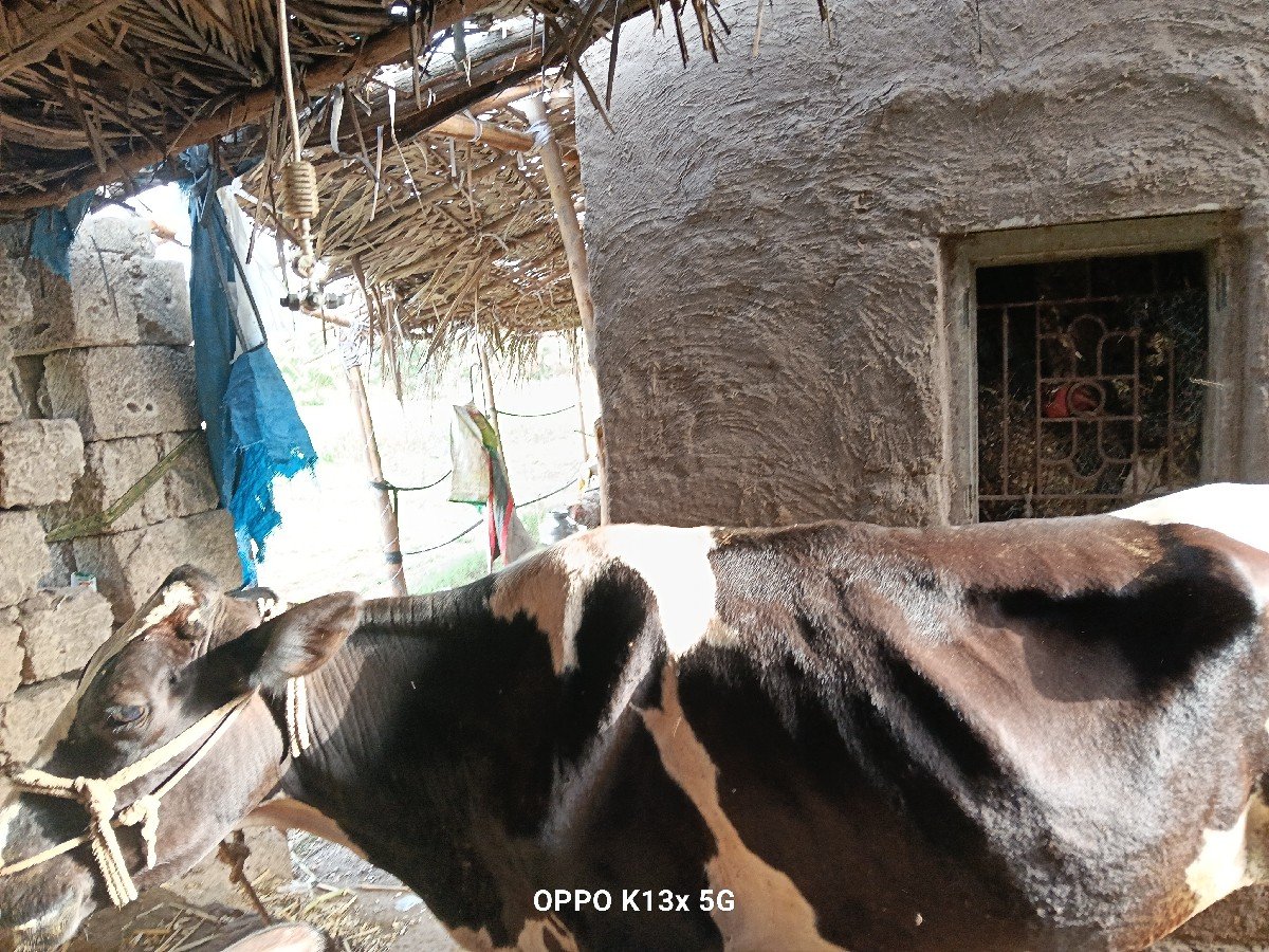 વાસડી વેચવાની છે
