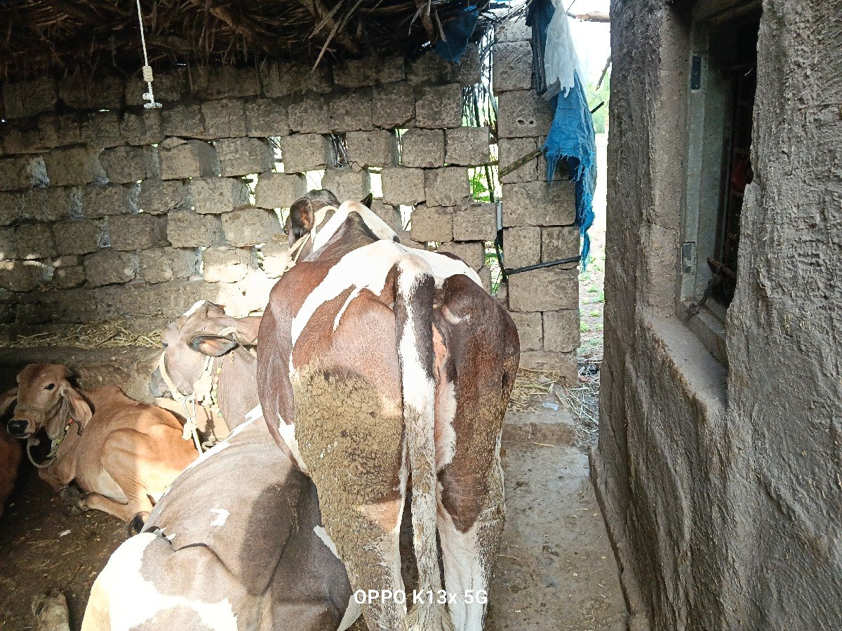 વાસડી વેચવાની છે