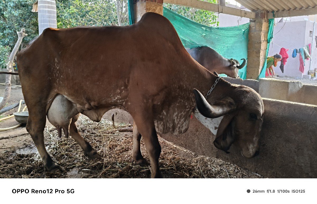 ગીર ગાય વેચવાની છે
