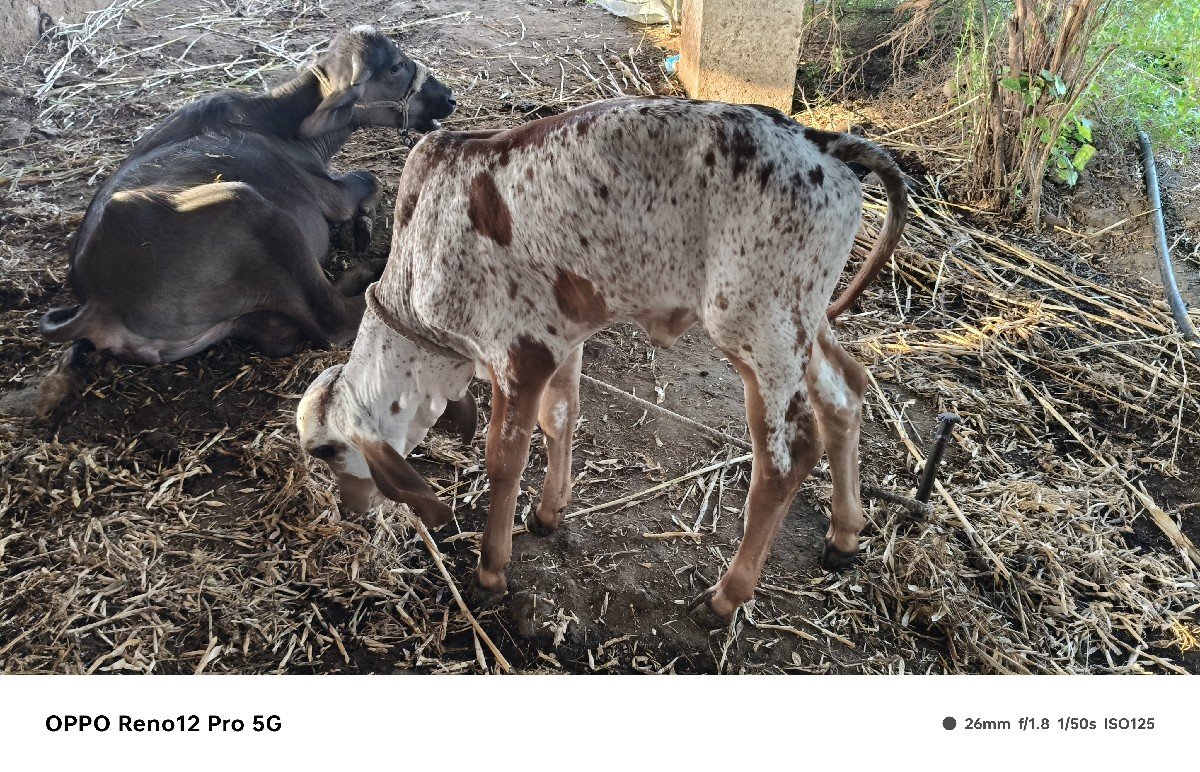 ગીર ગાય વેચવાની છે